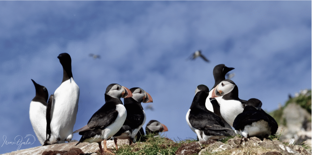 Hornøya, Vardø kommune.